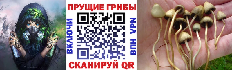Галлюциногенные грибы Psilocybine cubensis  Коломна 